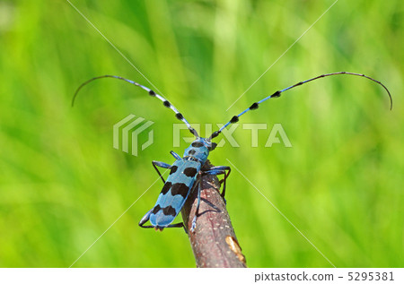 Ruri Boshikiki Ruri Boshikiki 5295381