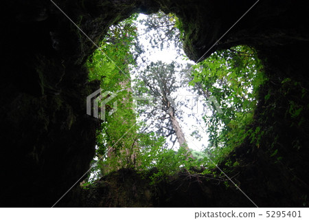 威爾遜股票 5295401