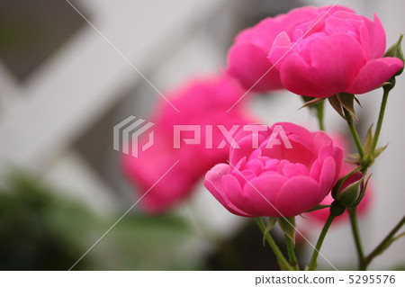 玫瑰安吉拉 玫瑰安吉拉 5295576