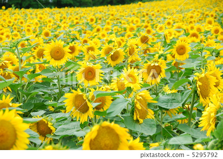 sunflower	 5295792