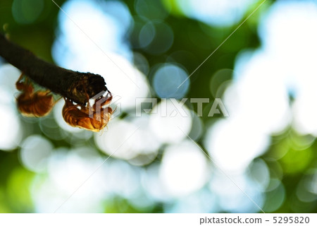 Empty cicadas in sunbeams through sunlight 5295820