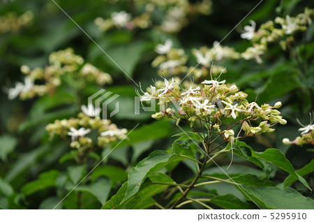 圖庫照片: 臭梧桐 雄蕊 唇形科