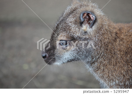 bennett wallaby 5295947