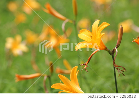 八幡平的Nikkokuge 5296038