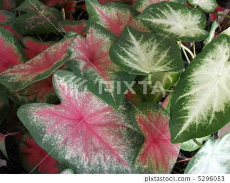 A colorful summer color A colorful summer color 5296083