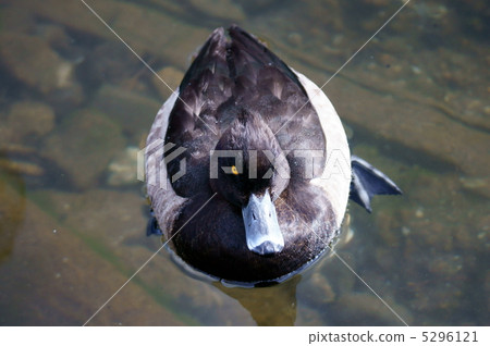 Kim Kurobane white bear received something 5296121