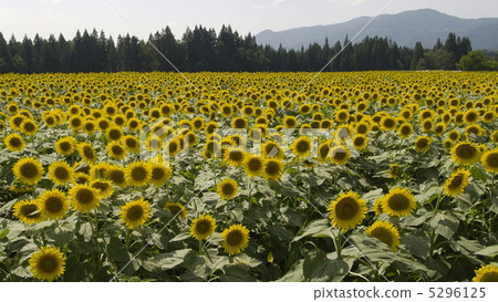 向日葵田 5296125