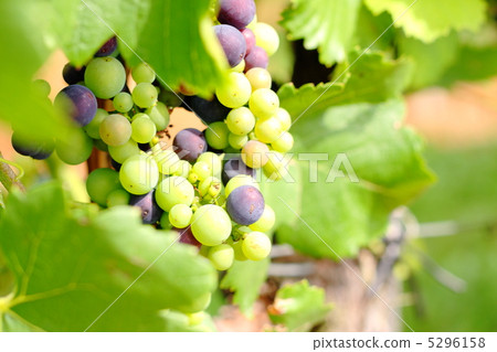 Grape of the 60th day Speat Burgunder of Germany 5296158