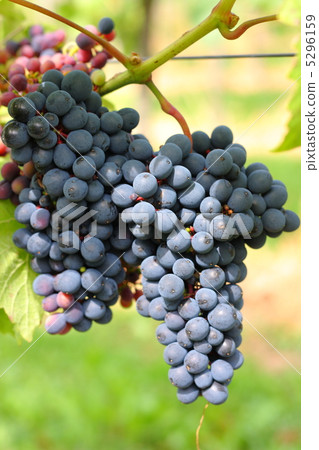 The 80th day grape German Speet Burgunder 5296159