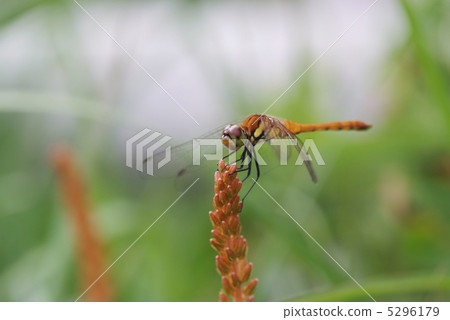 Akiakane _ Nogu Lake 5296179