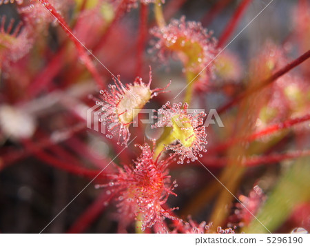 威爾士洋蔥 5296190