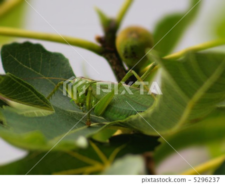 潛伏在無花果的葉子的螞蚱 5296237