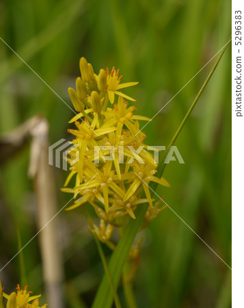 Narthecium黃龍病 5296383