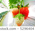 Strawberry picking 5296404