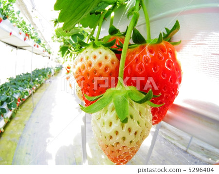 Strawberry picking 5296404