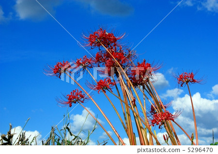 A cluster amaryllis that shines in the blue sky A cluster amaryllis that shines in the blue sky 5296470