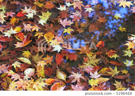 Colorful fallen leaves of a pool 5296488