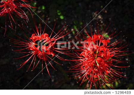 Cluster amaryllis 5296489