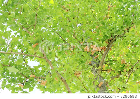 Ginnan's tree 5296698