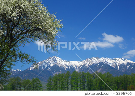 Flowers of Yatsugatake and Yamanashi 5296705