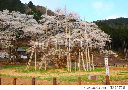 岐阜縣本州市的櫻花盛開 5296728