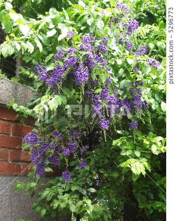 杜蘭塔在夏天綠色窗簾 杜蘭塔在夏天綠色窗簾 5296773