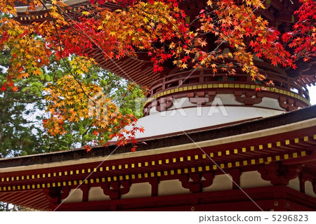 Autumn leaves of Mt. Koya 5296823