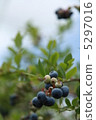 Blueberries 5297016