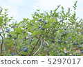 Blueberries 5297017