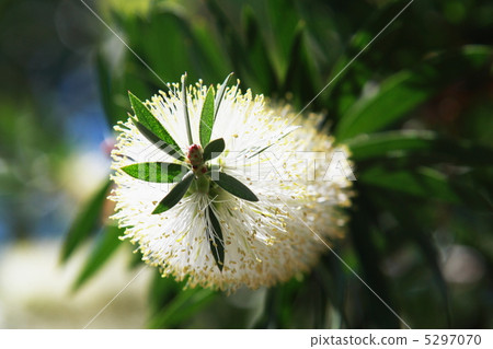 White flower brush tree White flower brush tree 5297070
