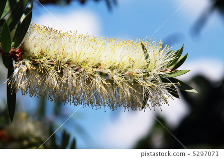 White flower brush tree White flower brush tree 5297071