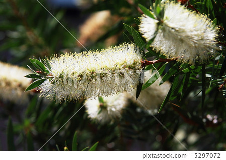 White flower brush tree White flower brush tree 5297072