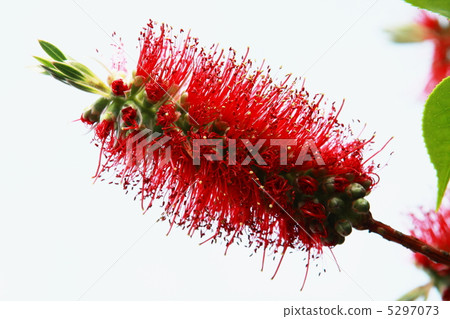 Brush tree Brush tree 5297073