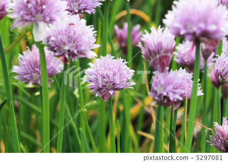 韭菜 韭菜 5297081