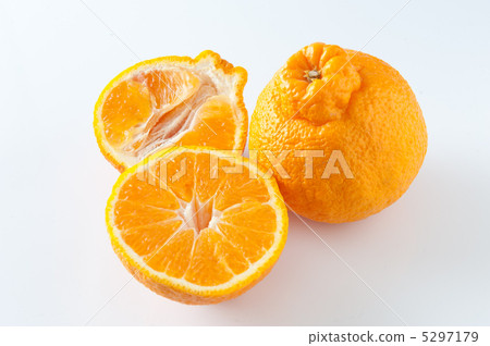 凸頂柑 凸頂柑 5297179