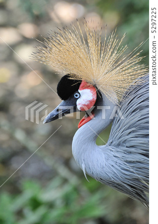 White-crowned crane 5297225