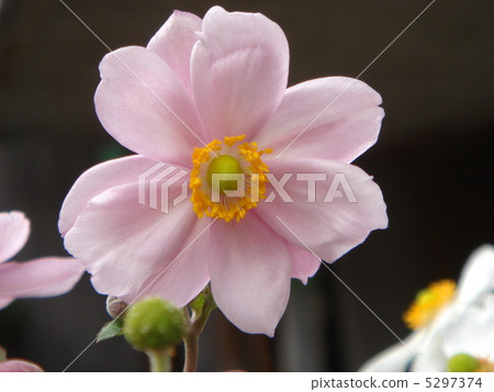 Shumayigiki：秋天是菊花（粉紅色） 5297374