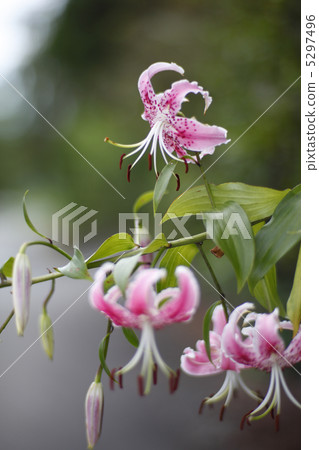 鹿子百合 鹿子百合 5297496