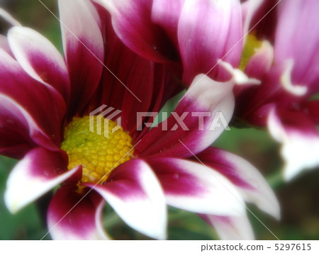 Kogiku (spray chrysanthemum) Kogiku (spray chrysanthemum) 5297615