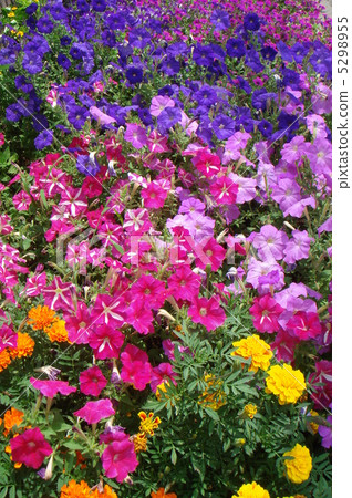 Summer flower bed (petunia & marigold) Summer flower bed (petunia & marigold) 5298955