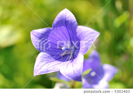 The flowers of the fish. 5301403