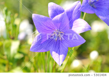 The flowers of the fish. 5301404