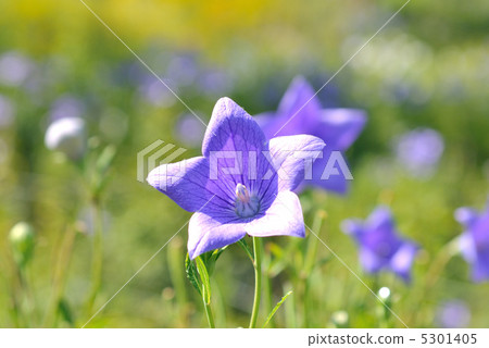 The flowers of the fish. 5301405