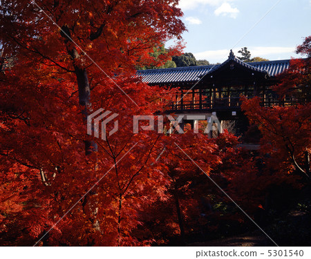 Autumn leaves in Kyoto 5301540