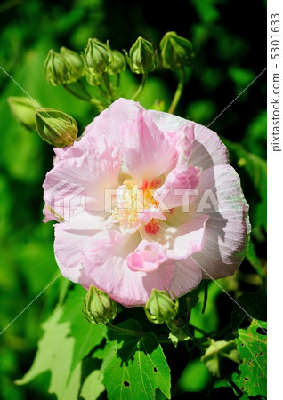 Drunken Furong Drunken Furong 5301633