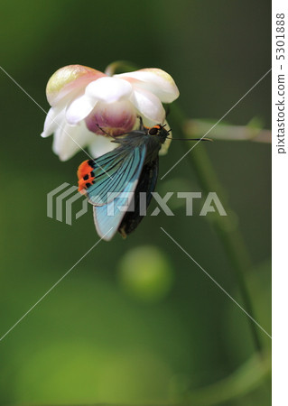 Rangeshouma and Aobaseseri 5301888