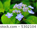 Hydrangea 5302104