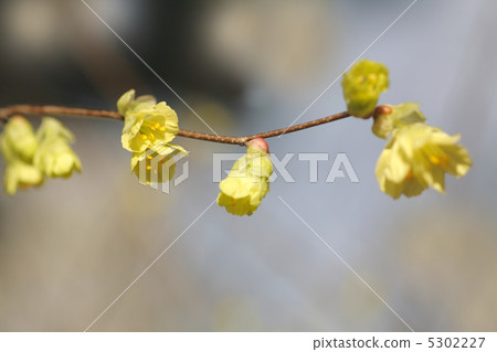 Hyuga mizuki 5302227