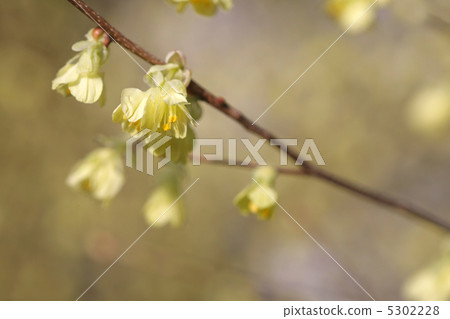 Hyuga mizuki 5302228