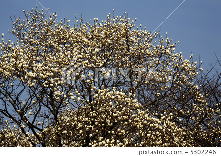 Magnolia Magnolia 5302246